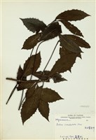 藏品(雨傘仔(玉山紫金牛))的圖片